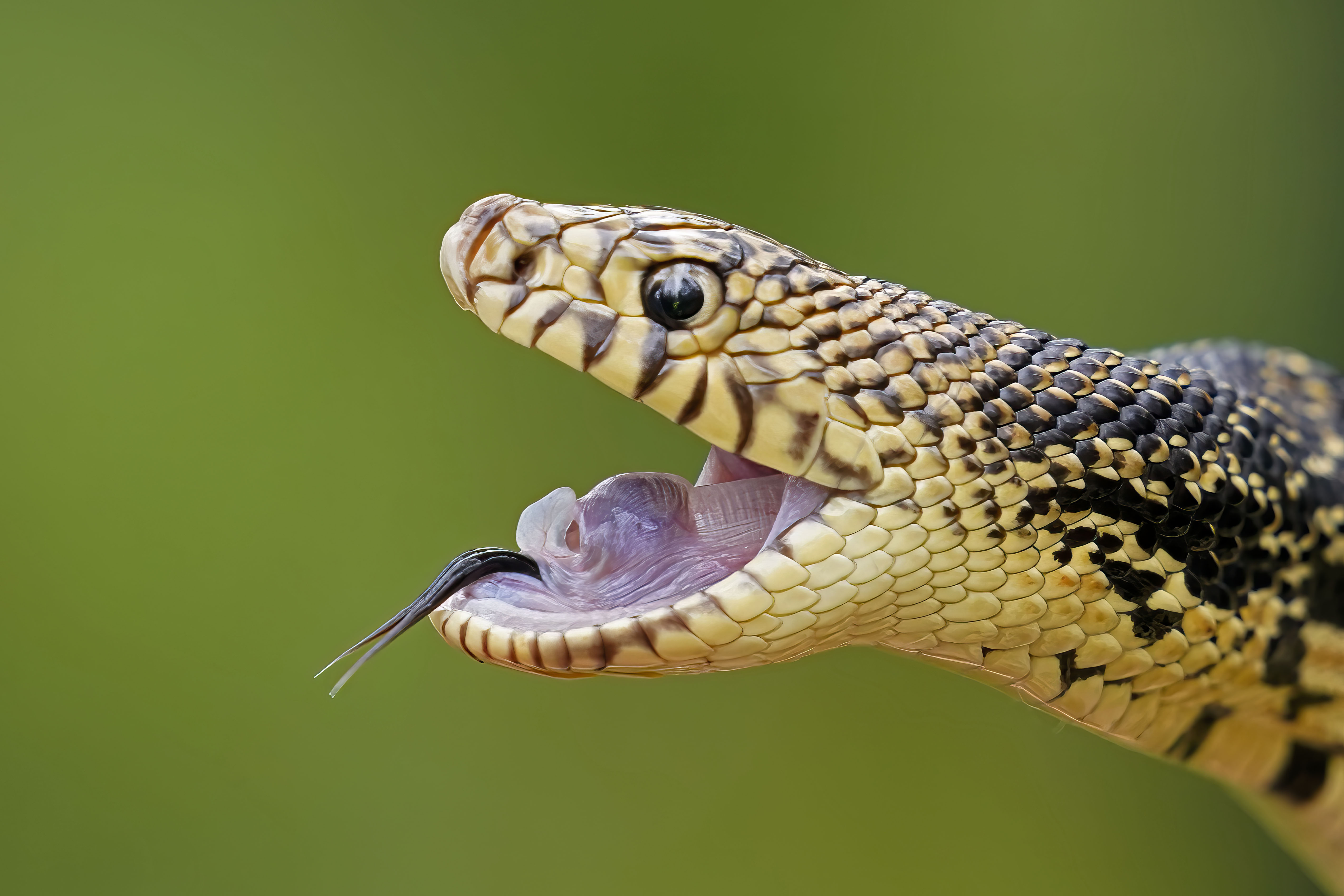 A Louisiana pine snake bluffs in a posture to defend itself against predators, during the release of several of about 100 Louisiana pine snakes, which are a threatened species, in Kisatchie National Forest, La., Friday, May 5, 2023. (AP Photo/Gerald Herbert)