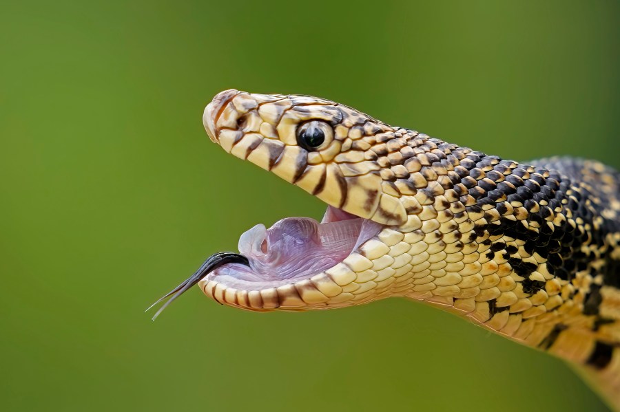 A Louisiana pine snake bluffs in a posture to defend itself against predators, during the release of several of about 100 Louisiana pine snakes, which are a threatened species, in Kisatchie National Forest, La., Friday, May 5, 2023. (AP Photo/Gerald Herbert)