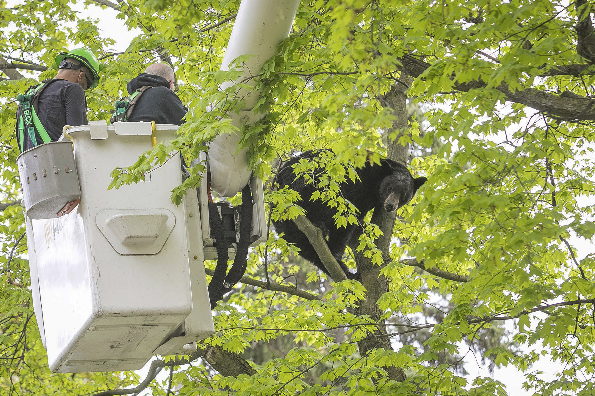 Michigan Department of Natural Resources Wildlife Biologist Steve Griffith prepares to fire a tranquilizer dart into a black bear in a tree outside of a home, Sunday, May 14, 2023 in Traverse City, Mich. Representatives from the Michigan Department of Natural Resources, DNR Conservation Officers, Traverse City Police, Traverse City Fire and Traverse City Light and Power were able to remove the bear after several tranquilizer darts with plans to relocate it. (Jan-Michael Stump/Traverse City Record-Eagle via AP)