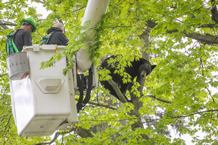 Michigan Department of Natural Resources Wildlife Biologist Steve Griffith prepares to fire a tranquilizer dart into a black bear in a tree outside of a home, Sunday, May 14, 2023 in Traverse City, Mich. Representatives from the Michigan Department of Natural Resources, DNR Conservation Officers, Traverse City Police, Traverse City Fire and Traverse City Light and Power were able to remove the bear after several tranquilizer darts with plans to relocate it. (Jan-Michael Stump/Traverse City Record-Eagle via AP)