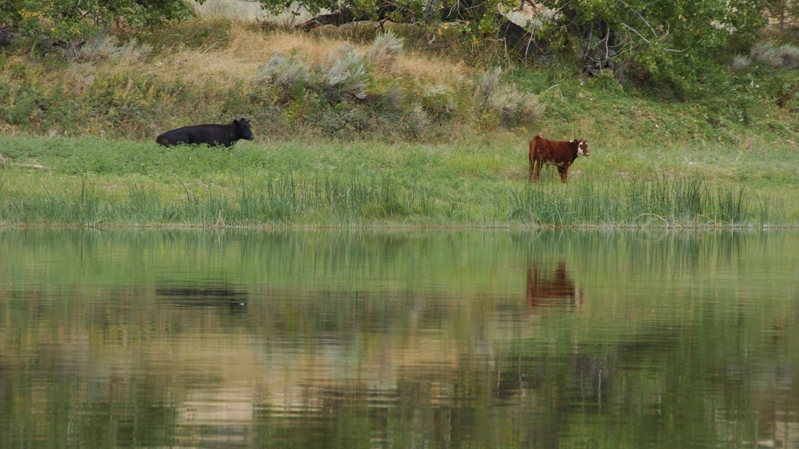 FILE - Cattle graze along a section of the Missouri River that includes the Upper Missouri River Breaks National Monument near Fort Benton, Mont., on Sept. 19, 2011. A Biden administration proposal would allow the sales of conservation leases on federal lands to restore degraded habitat. (AP Photo/Matthew Brown, File)