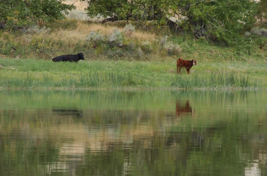 FILE - Cattle graze along a section of the Missouri River that includes the Upper Missouri River Breaks National Monument near Fort Benton, Mont., on Sept. 19, 2011. A Biden administration proposal would allow the sales of conservation leases on federal lands to restore degraded habitat. (AP Photo/Matthew Brown, File)