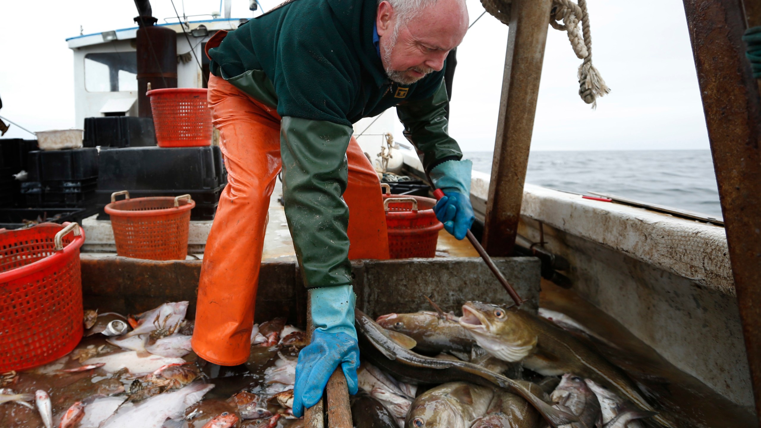 FILE - Fisherman David Goethel sorts cod and haddock while fishing off the coast of New Hampshire, April 23, 2016. Haddock, a staple seafood species targeted by East Coast fishermen for centuries, is experiencing overfishing, and changes are underway to prevent the fish's population from collapse, federal fishing managers said. Haddock are one of the most popular East Coast food fish, and they are commonly used in fish and chips and other popular New England seafood dishes. (AP Photo/Robert F. Bukaty, File)