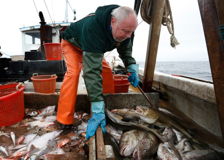 FILE - Fisherman David Goethel sorts cod and haddock while fishing off the coast of New Hampshire, April 23, 2016. Haddock, a staple seafood species targeted by East Coast fishermen for centuries, is experiencing overfishing, and changes are underway to prevent the fish's population from collapse, federal fishing managers said. Haddock are one of the most popular East Coast food fish, and they are commonly used in fish and chips and other popular New England seafood dishes. (AP Photo/Robert F. Bukaty, File)