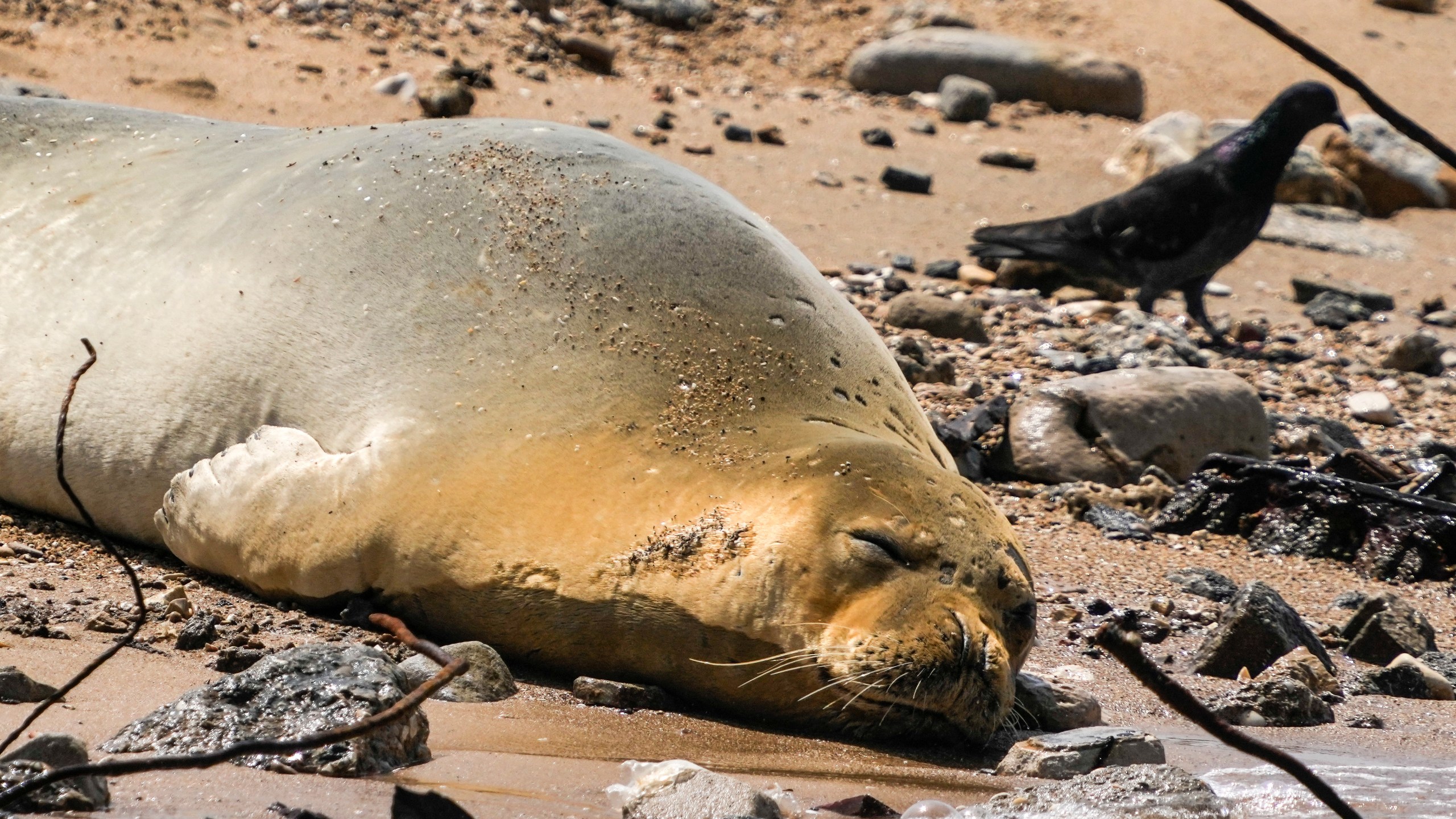 Yulia, an endangered Mediterranean monk seal rests on the beach in Tel Aviv, Israel, Tuesday, May 16, 2023. An unexpected visitor spotted sunbathing on a beach in the Israeli city of Tel Aviv is turning heads and causing a media buzz. The seal cow first appeared south of Tel Aviv's main beachfront last Friday, drawing clusters of curious onlookers to the rocky beach south of Jaffa's historic center on Tuesday. (AP Photo/Ariel Schalit)