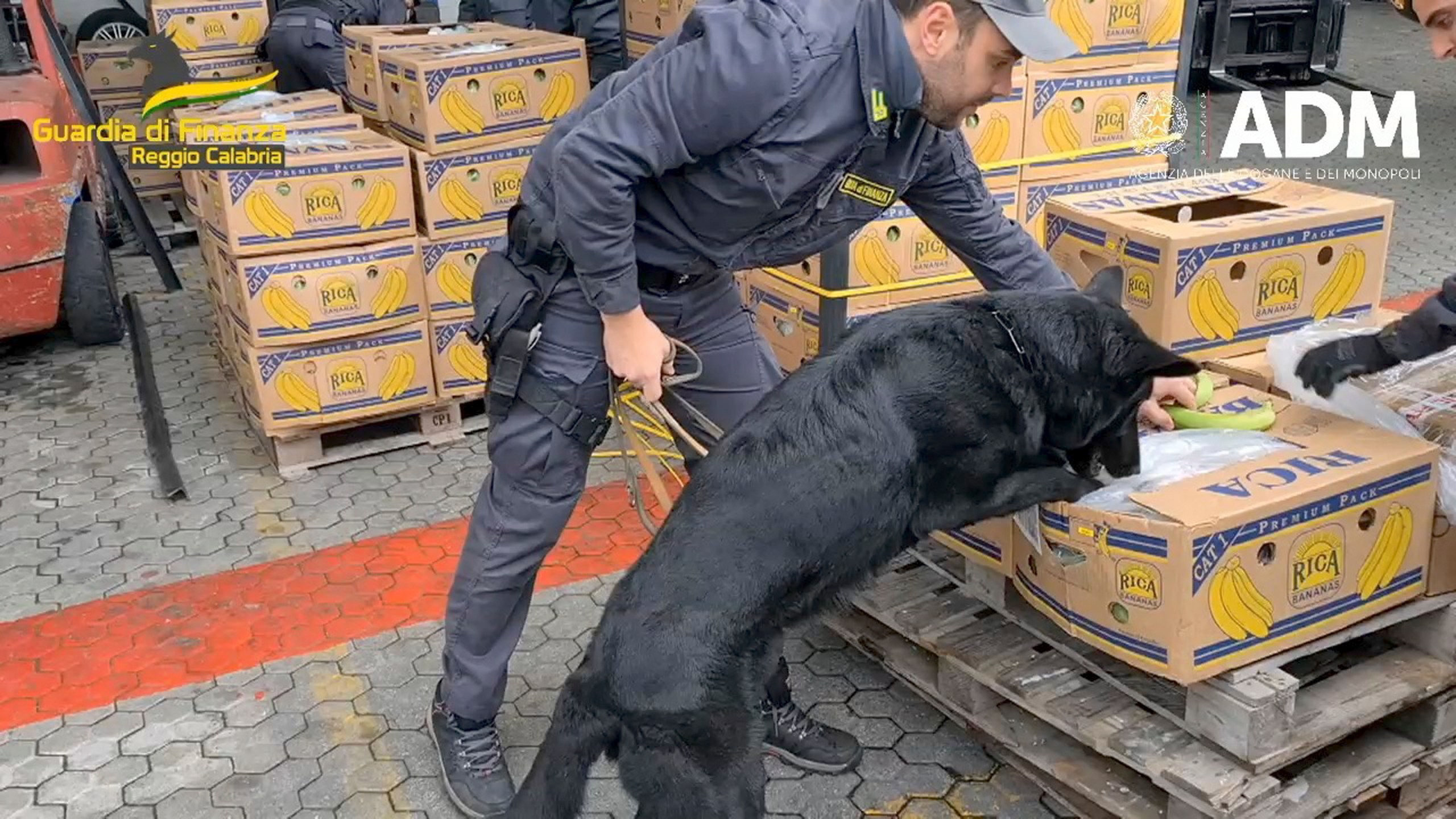 In this image taken from a video provided by the Italian Finance Police, an Italian finance police officer indicates to his dog where to search for cocaine among a load of bananas, at the port of Gioia Tauro, southern Italy, Tuesday, May 16, 2023. The finance police say they have seized a shipment of more than 2,700 kilos (about 3 tons) of cocaine hidden under some 70 tons of bananas in two containers shipped by sea from Ecuador, that could have brought traffickers a potential value of more than 800 million euros ($900 million) in street sales. (Guardia di Finanza via AP)