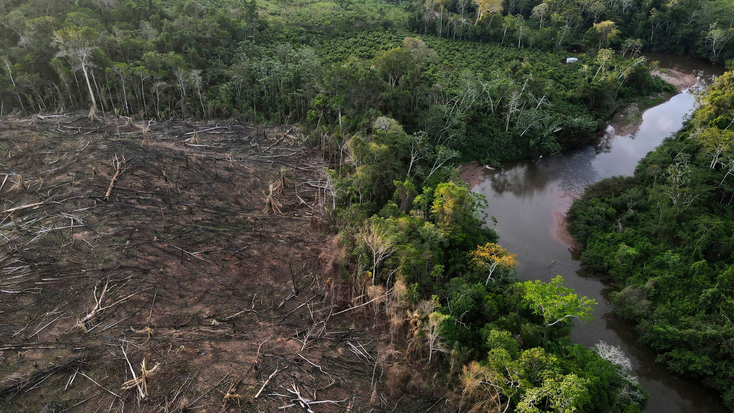 FILE - Cut down trees lie near the limit of the Cordillera Azul National Park, Peru's Amazon, on Oct. 3, 2022. The 27 European Union countries have formally adopted new rules that should help the bloc reduce its contribution to global deforestation by regulating the trade in a series of goods. (AP Photo/Martin Mejia, File)