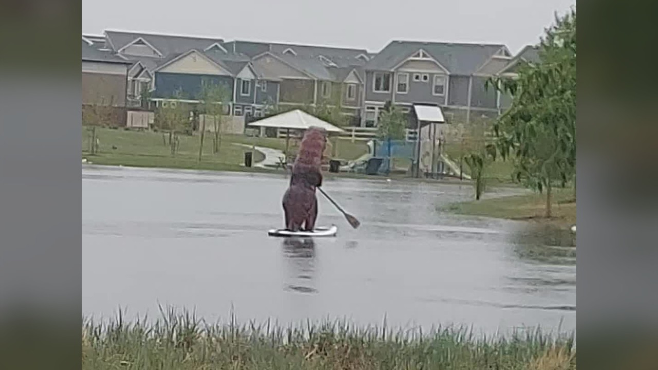 Dinosaur goes paddle boarding