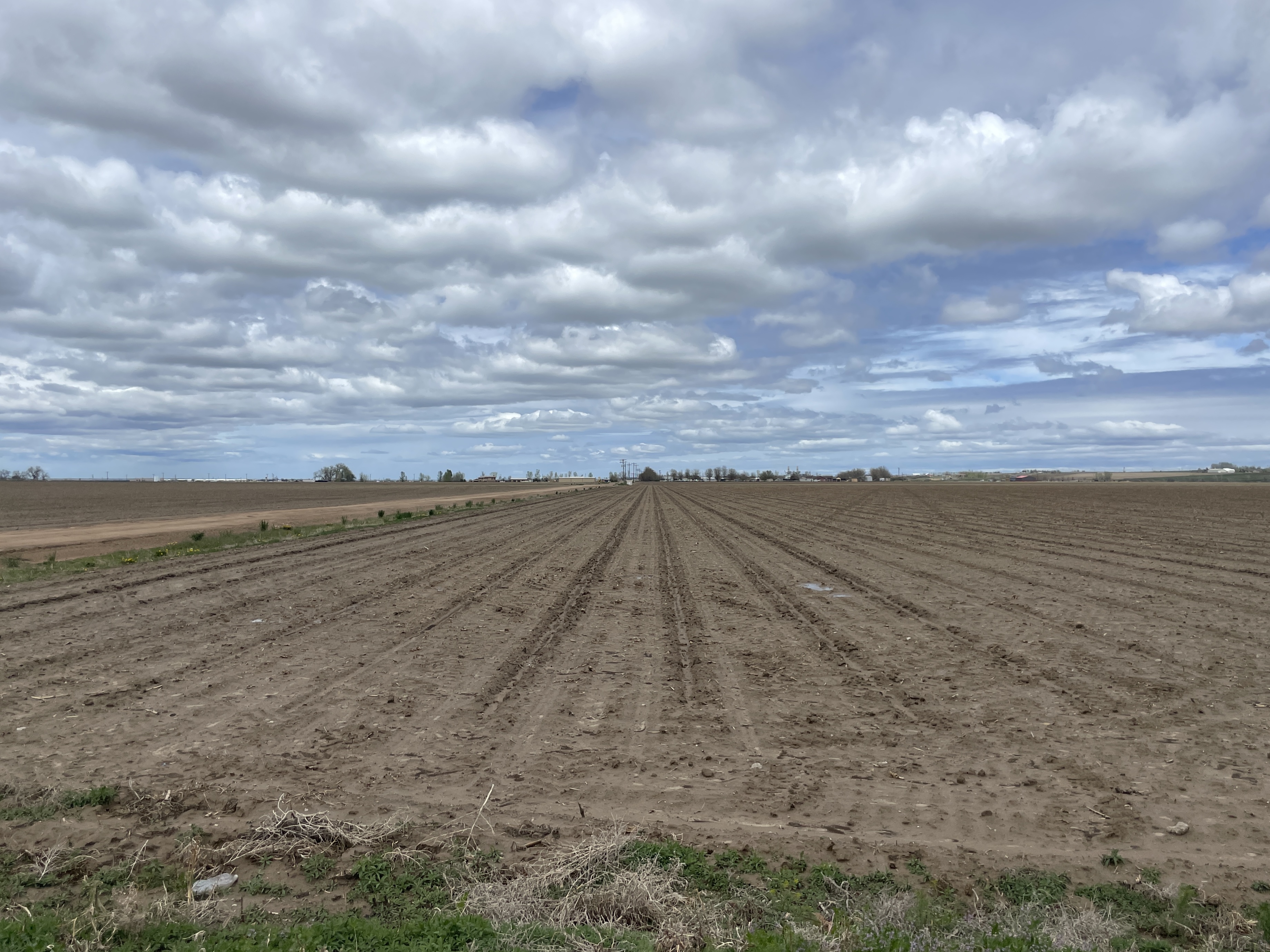 A growing field spread out beneath clouds and a blue sky