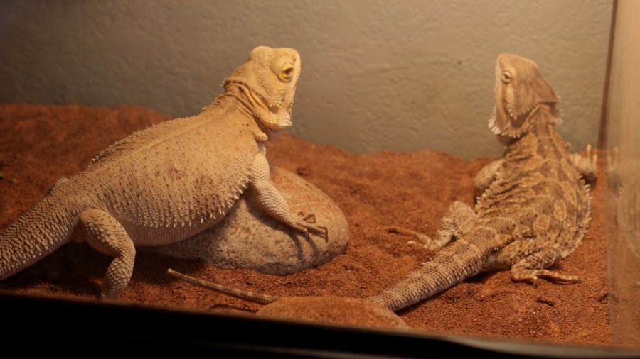 Two bearded dragons under light in a terrarium