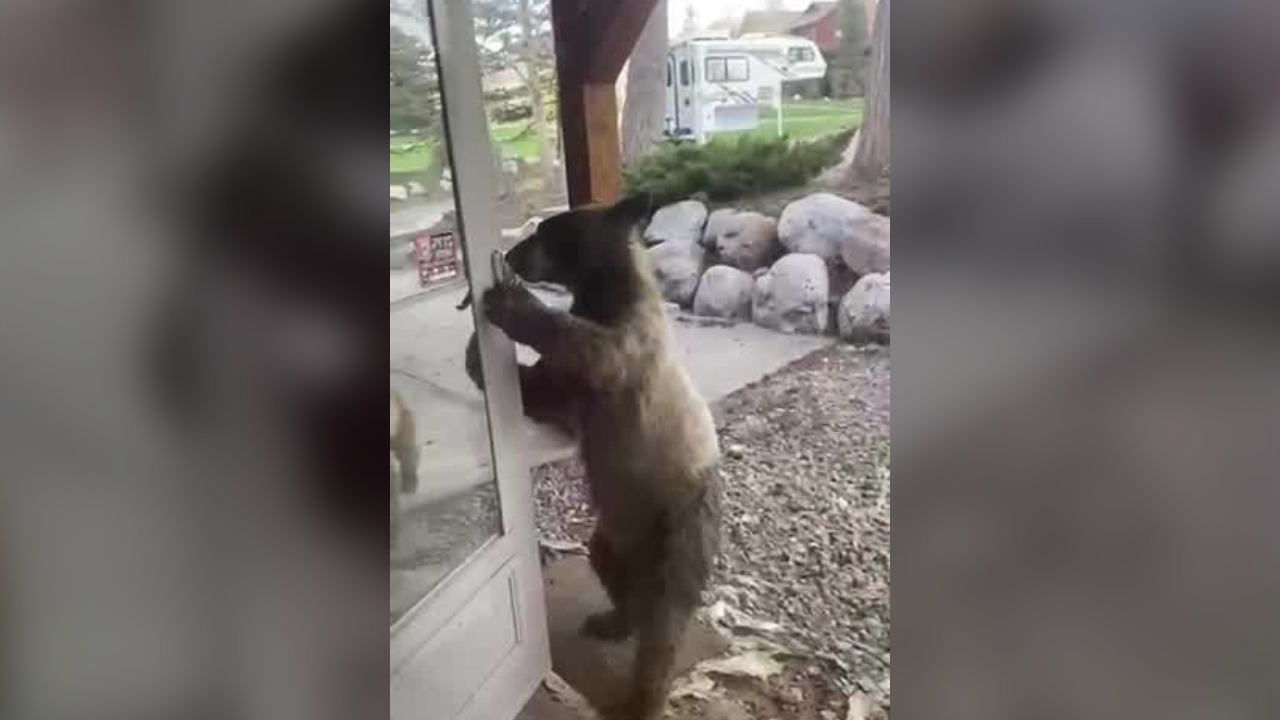 Young bears try to get in Steamboat Springs home