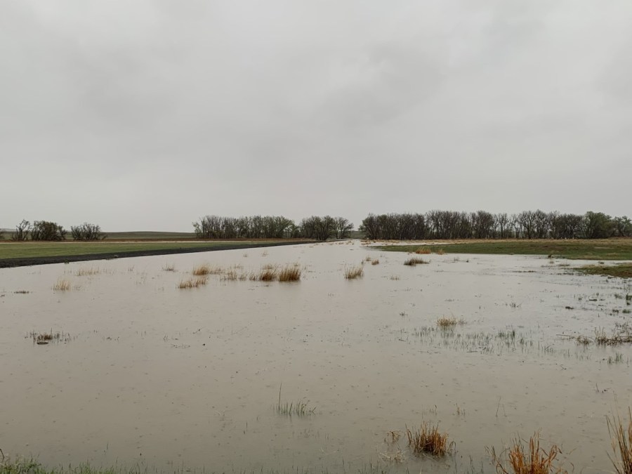 Plants are sticking out of deep flood waters.